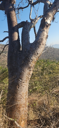 Commiphora harveyi