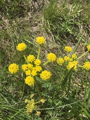 Lomatium triternatum