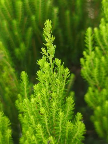 Image of Erica azorica by (c) Dan Schofield, some rights reserved (CC BY)
