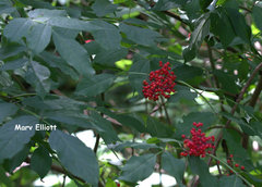 Sambucus racemosa racemosa
