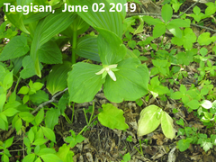 Trillium