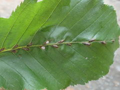 Aceria tenella