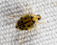 Peltodytes litoralis