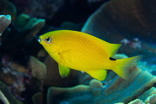 Stegastes aureus observed 2023-06-20
