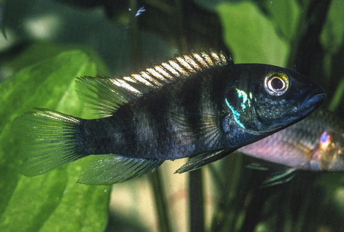 Bates' benitochromis (Benitochromis batesii) — Cichlidae — 5