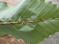 Aceria tenella