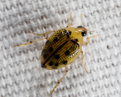 Peltodytes litoralis