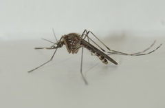 Culex tarsalis