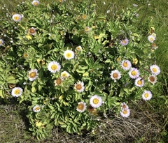 Erigeron glaucus