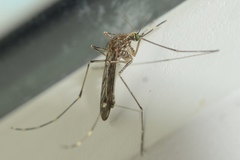 Culex tarsalis