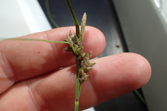 Carex tenax