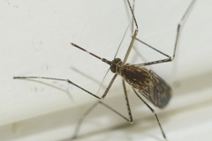 Culex tarsalis