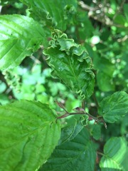 Aculops macrotrichus