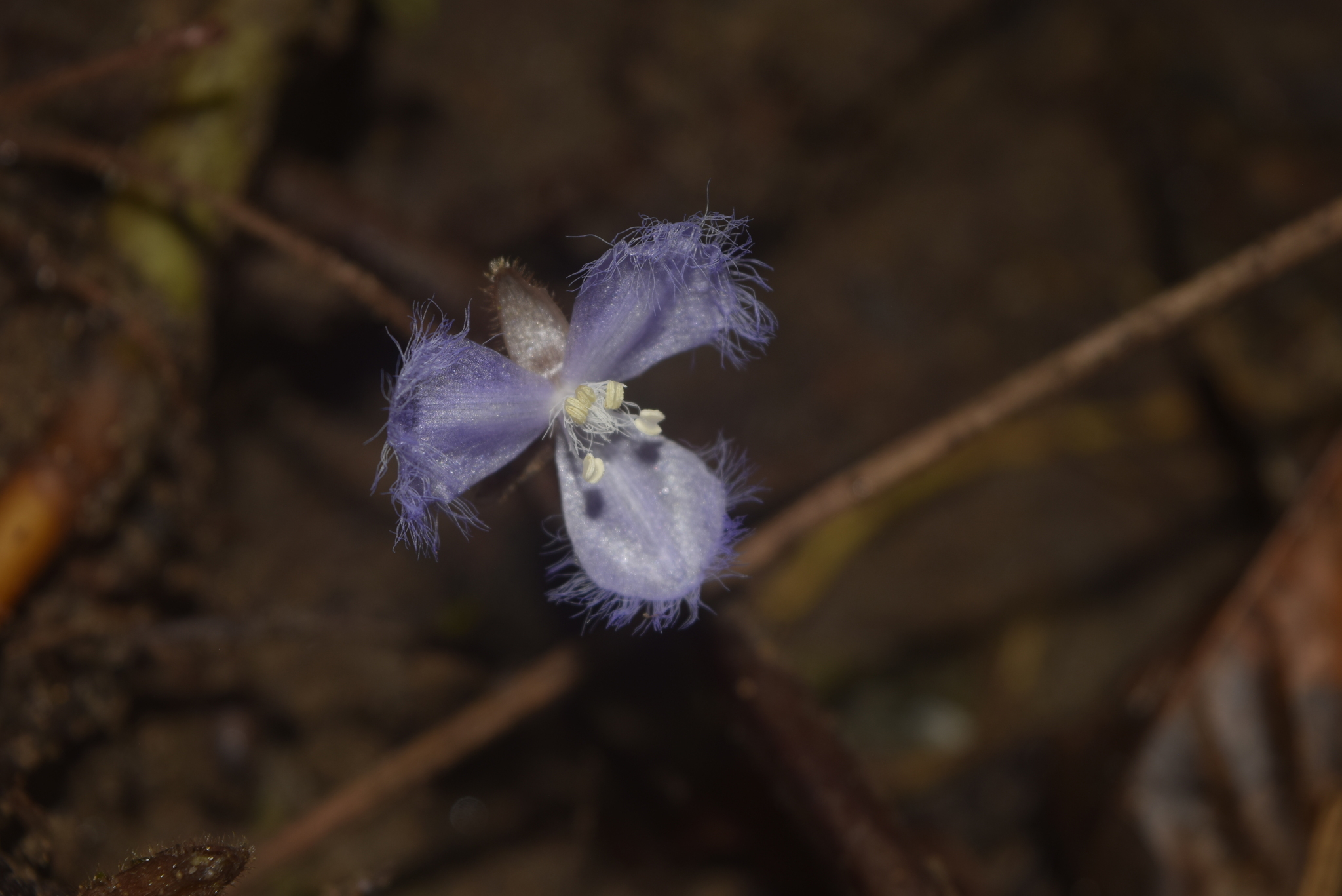 Geogenanthus rhizanthus