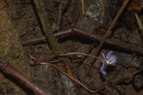 Image of Geogenanthus Rhizanthus (Geogenanthus rhizanthus) by (c) Ignacio Moreira-Corral, some rights reserved (CC BY-SA)