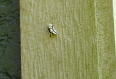 Euerythra phasma
