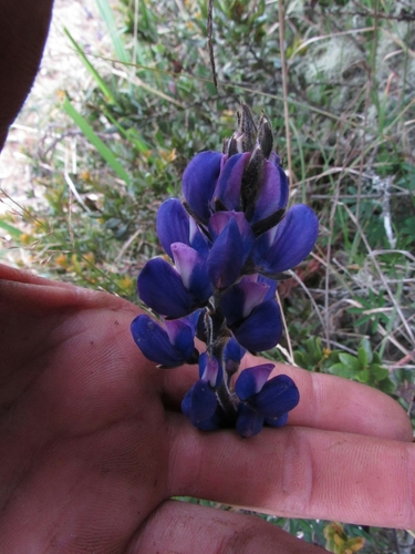 Lupinus bogotensis observed 2019-05-22