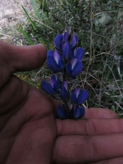 Lupinus bogotensis