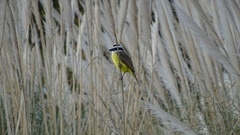 Pitangus sulphuratus