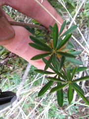 Lupinus bogotensis