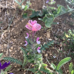 Salvia viridis