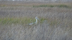 Ciconia maguari
