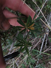 Lupinus bogotensis