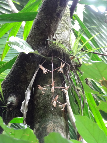 Gongora grossa, photograph 3