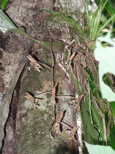 Gongora grossa, photograph 2