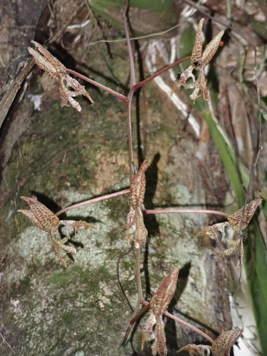 Gongora grossa, photograph 1