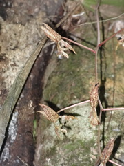 Gongora grossa