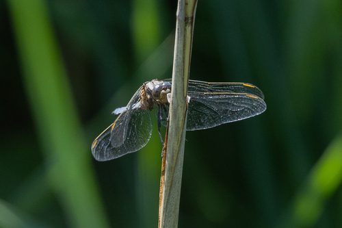 Keeled Skimmer photo 4