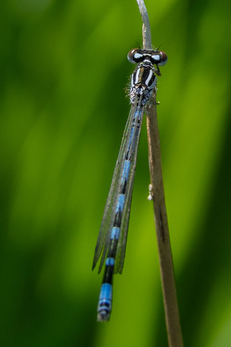 Ornate Bluet photo 2
