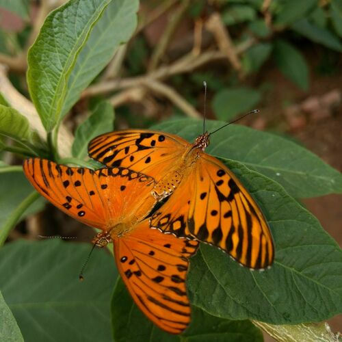 Gulf Fritillary, photo 5 of 8
