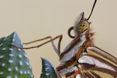 Gulf Fritillary photo 3