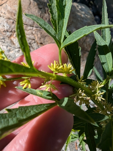 Image of Datisca glomerata by (c) joergmlpts, some rights reserved (CC BY)