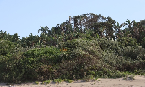 Aloe thraskii
