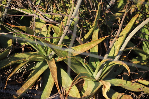 Aloe parvibracteata, photograph 3