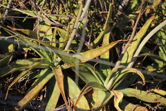 Aloe parvibracteata, photograph (c) Suvarna Parbhoo Mohan, some rights reserved (CC BY-SA)