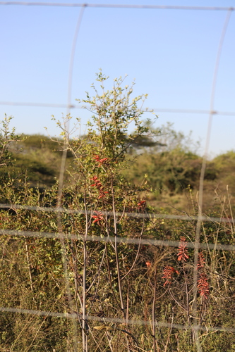 Aloe parvibracteata, photograph 4