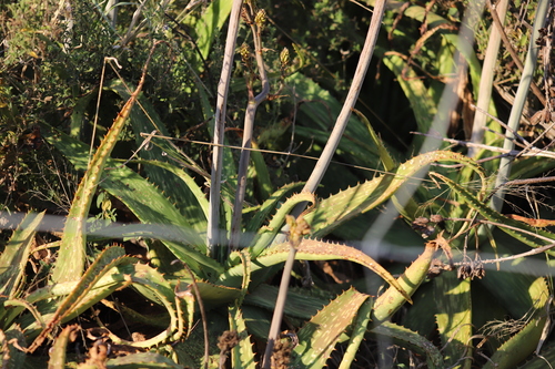 Aloe parvibracteata, photograph 5