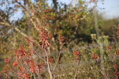 Aloe parvibracteata, photograph (c) Suvarna Parbhoo Mohan, some rights reserved (CC BY-SA)