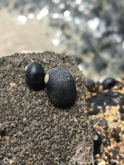 Nerita picea