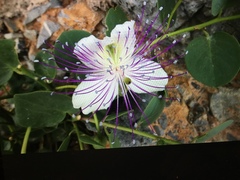 Capparis
