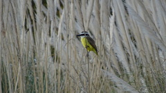 Pitangus sulphuratus