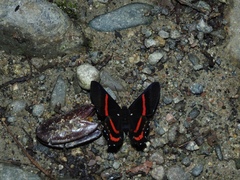 Ancyluris