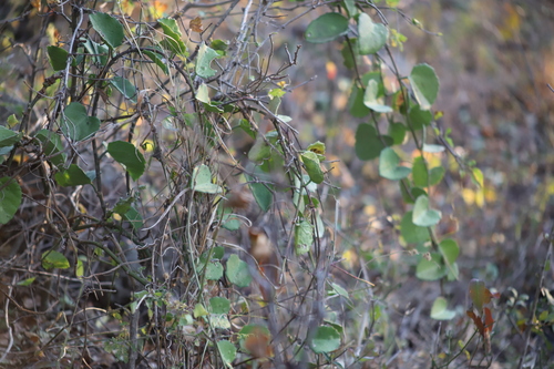 Image of Cissus rotundifolia by (c) Suvarna Parbhoo Mohan, some rights reserved (CC BY-SA)