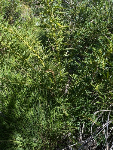 Image of Datisca glomerata by (c) joergmlpts, some rights reserved (CC BY)