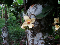 Lecythidaceae