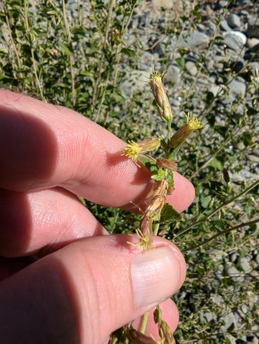California brickellbush (Brickellia californica)